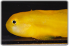 Yellow Clown Goby